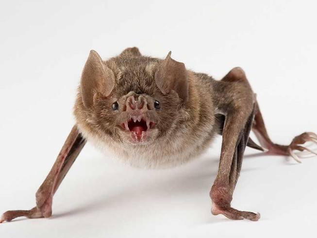 Thống kê cho thấy mỗi đàn dơi quỷ thường có số lượng có thể lên tới hàng nghìn con.