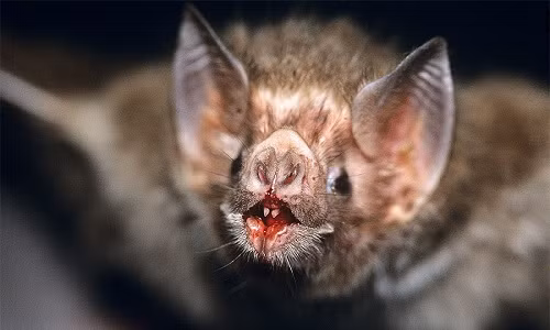 Loài rơi quỷ dùng cảm biến nhiệt trên mũi cực nhạy bén của mình để xác định vị trí tốt nhất để cắn vào con mồi rồi hút máu vào ban đêm.