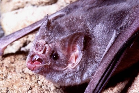 "Dơi ma cà rồng" có kích thước nhỏ hơn một con chuột. Thế nhưng, chúng có những chiếc răng vô cùng sắc nhọn và một chiếc mõm ngắn cùng hệ tiêu hóa thích nghi với chế độ ăn uống là chất lỏng.