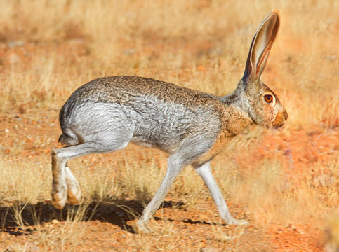 Khi nhiệt độ tăng lên, các mạch máu giãn ra, đưa máu nóng đến gần bề mặt da mỏng của tai. Quá trình này được gọi là "giãn mạch". Khi những cơn gió mát thổi qua tai, thỏ sa mạc sẽ được làm mát máu. Nhờ vậy, loài thỏ này có thể thích nghi với môi trường khắc nghiệt của sa mạc mà không phải đổ mồ hôi, làm mất lượng nước quý giá bên trong cơ thể khi nắng nóng vào ban ngày.