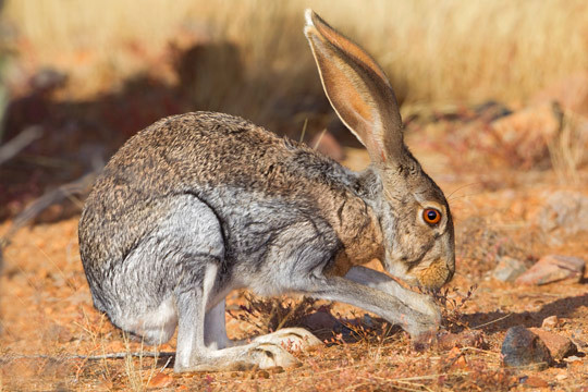 Thêm nữa, với đôi tai "khủng", thỏ Antelope Jackrabbits có thể lắng nghe mọi động tĩnh từ những kẻ săn mồi ở xa để có thể nhanh chóng chạy trốn khỏi việc bị ăn thịt.