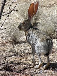 Khác với con người đổ mồ hôi để điều hòa nhiệt độ cơ thể khi nắng nóng, thỏ rừng linh dương không thể để mất lượng nước quý giá trong thời tiết nắng nóng của sa mạc. Để làm mát cơ thể, đôi tai của thỏ sa mạc có một mạng lưới mạch máu. Chúng hoạt động giống như bộ tản nhiệt.