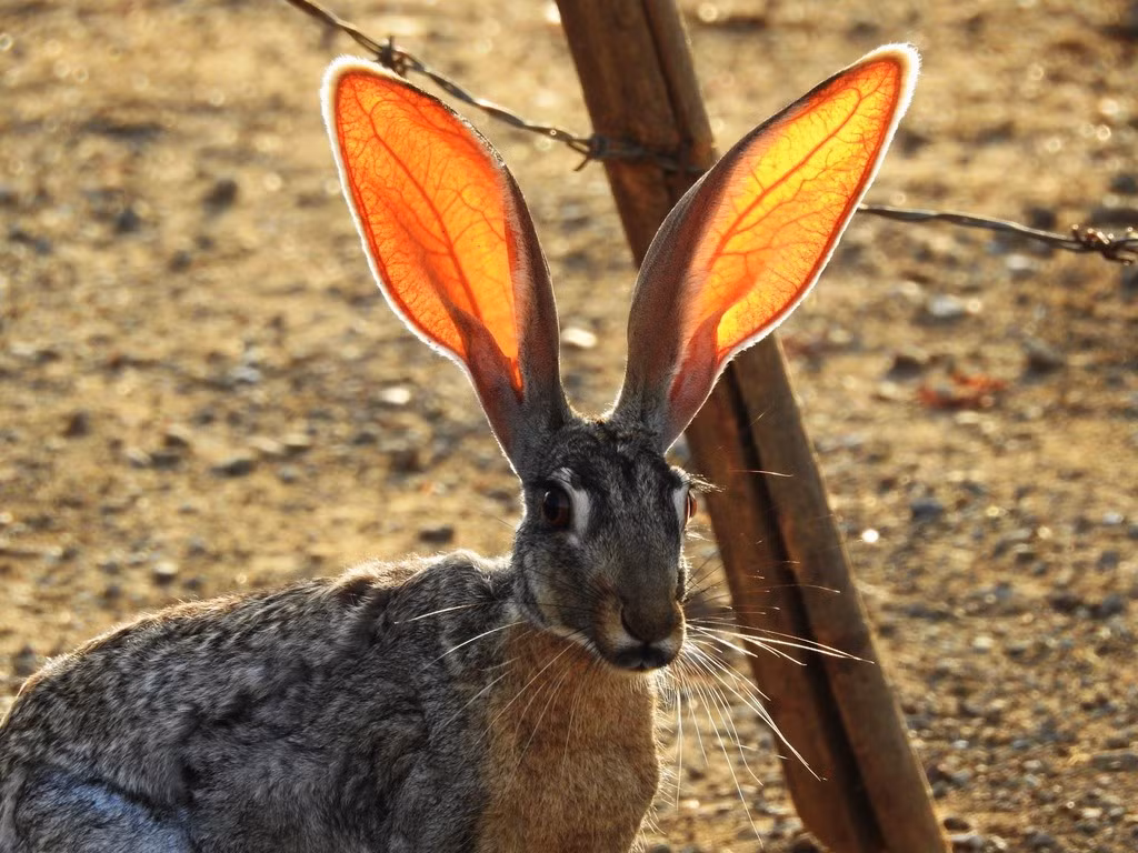Thỏ sa mạc có đặc điểm nổi bật là đôi tai siêu to với chiều dàu từ 14 - 17 cm. Trong khi đó, chiều dài cơ thể trung bình của mỗi con Antelope Jackrabbits là khoảng 52 - 58 cm.