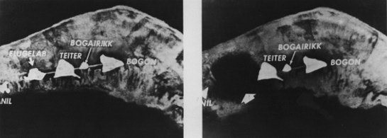 Do quả bom tên "Mike" được thiết kế với sức nổ lớn nên ngay sau khi được kích nổ, đảo Elugelab từng vô kiên cố ngay lập tức "bốc hơi" và để lại miệng hố đồ sộ với đường kính 1,9 km và sâu 50m.