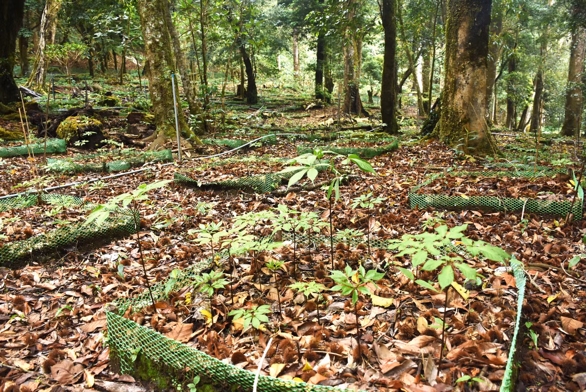Thêm nữa, sâm Ngọc Linh giống như loại kháng sinh tự nhiên nên có tính kháng khuẩn, tiêu viêm, phục hồi tổn thương rất tốt. Nếu những người cao tuổi, người suy giảm hệ miễn dịch, mắc nhiều bệnh lý nền sử dụng sâm Ngọc Linh thường xuyên thì sẽ giúp phục hồi sức khỏe, tăng cường sức đề kháng. Ảnh: baokontum.