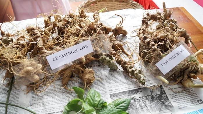Sâm Ngọc Linh đã được Chính phủ phê duyệt là sản phẩm mang thương hiệu quốc gia, là “quốc bảo” của Việt Nam và đưa vào danh mục cấm khai thác, thuộc 250 loài quý hiếm trong Sách đỏ. Ảnh: Người lao động.