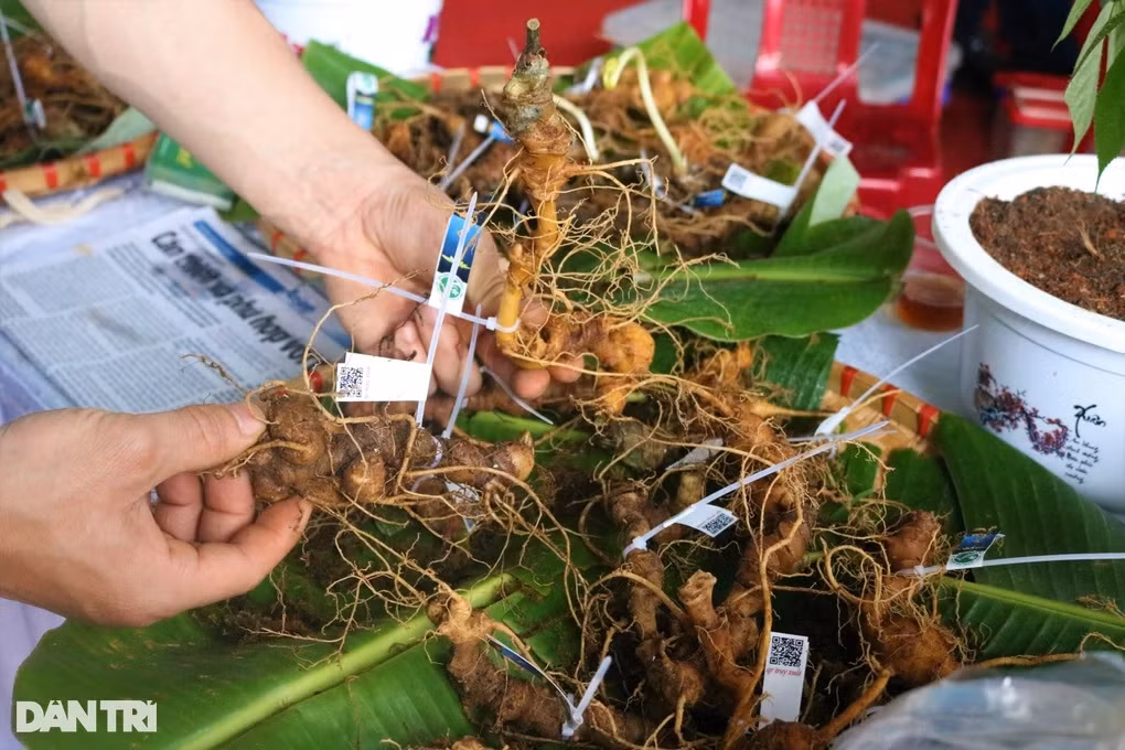 Phát triển tại nơi có khí hậu mát mẻ quanh năm, có độ cao từ 1.800m so với mặt nước biển, củ sâm Ngọc Linh sinh trưởng bằng dinh dưỡng là lớp mùn dưới tán rừng già nguyên sinh. Nhờ đó, sâm hấp thu tinh túy núi rừng và linh khí giao thoa của đất trời. Vậy nên, sâm Ngọc Linh có được hàm lượng dược tính saponin cao nhất. Ảnh: Dân trí.