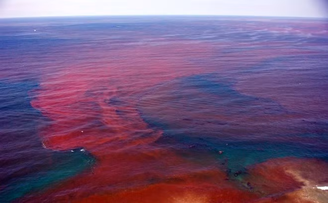 Thủy triều đỏ là hiện tượng kỳ lạ xảy ra trên biển thu hút sự quan tâm của giới nghiên cứu cũng như công chúng. Theo các nhà khoa học, hiện tượng này thực chất là do tảo biển phát triển mạnh và thường xảy ra ở cửa sông, mặt biển.