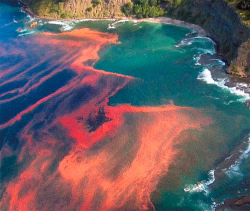Tảo biển dần dần tích tụ gần các bờ biển với số lượng lớn. Mặc dù quan sát thấy hiện tượng thủy triều đỏ khá đẹp nhưng nó gây hại cho các sinh vật sống và con người.