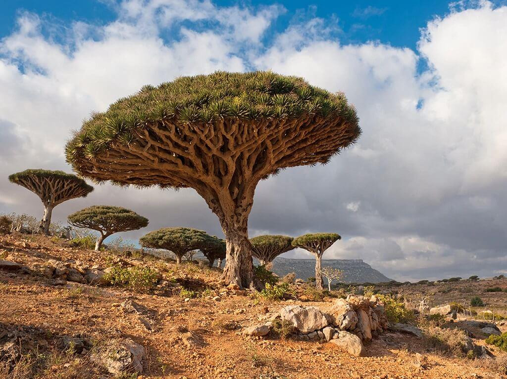 Đảo Socotra nằm ở Yemen là một trong những vùng đất "độc nhất vô nhị" trên Trái đất. Điều này xuất phát từ việc nơi đây có một loài thực vật độc đáo, không phát hiện ở nơi nào khác. Đó là loài cây máu rồng.