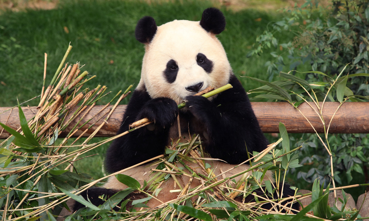 Con gấu trúc trên có khả năng thuộc phân loài gấu trúc Tần Lĩnh - phân loại gấu trúc lớn hơn, mặt to và tròn hơn, khác với loài gấu trúc khổng lồ Tứ Xuyên.