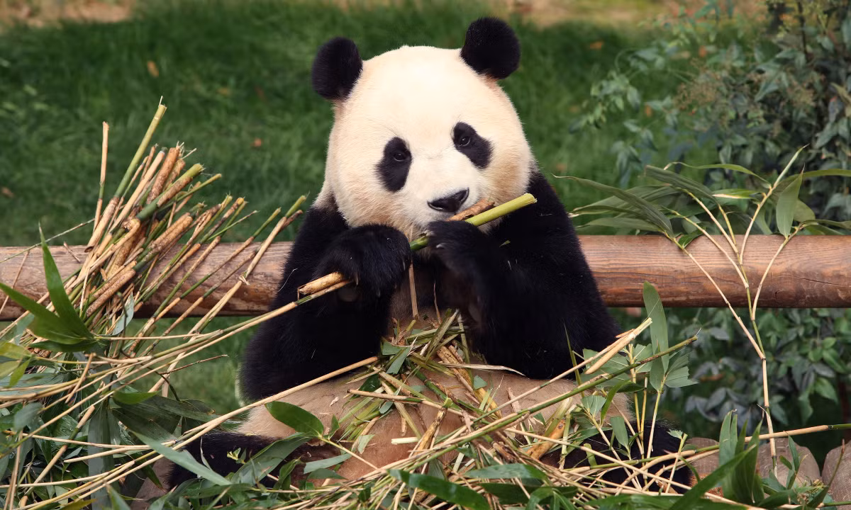 Con gấu trúc trên có khả năng thuộc phân loài gấu trúc Tần Lĩnh - phân loại gấu trúc lớn hơn, mặt to và tròn hơn, khác với loài gấu trúc khổng lồ Tứ Xuyên.