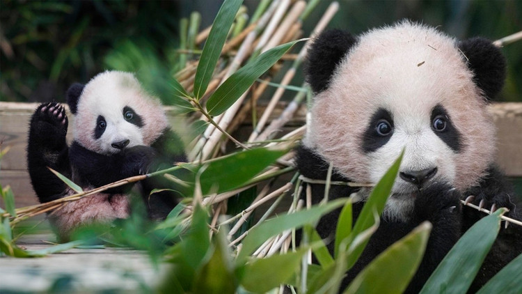 Nhà khảo cổ Hu Songmei cho hay, việc tìm thấy bộ xương của một con gấu trúc gần Tây An có thể cho thấy khí hậu của khu vực này vào thời điểm đó ấm hơn vài độ so với hiện nay. Nhờ vậy, nguồn thức ăn của gấu trúc là tre, trúc khá dồi dào.