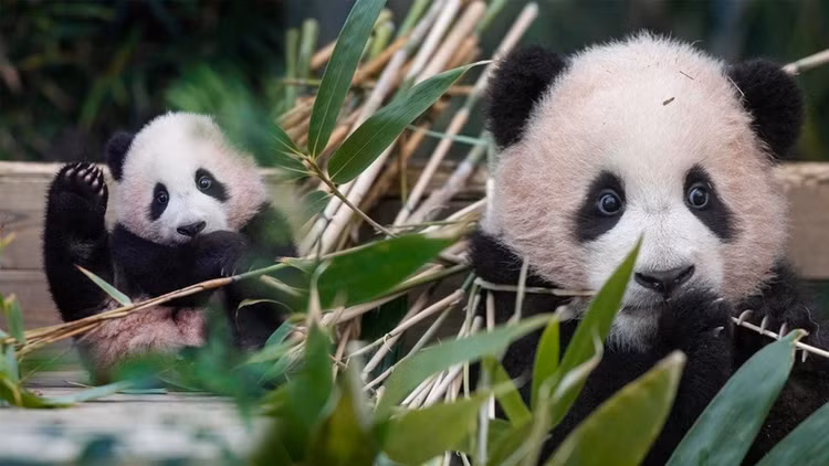 Nhà khảo cổ Hu Songmei cho hay, việc tìm thấy bộ xương của một con gấu trúc gần Tây An có thể cho thấy khí hậu của khu vực này vào thời điểm đó ấm hơn vài độ so với hiện nay. Nhờ vậy, nguồn thức ăn của gấu trúc là tre, trúc khá dồi dào.