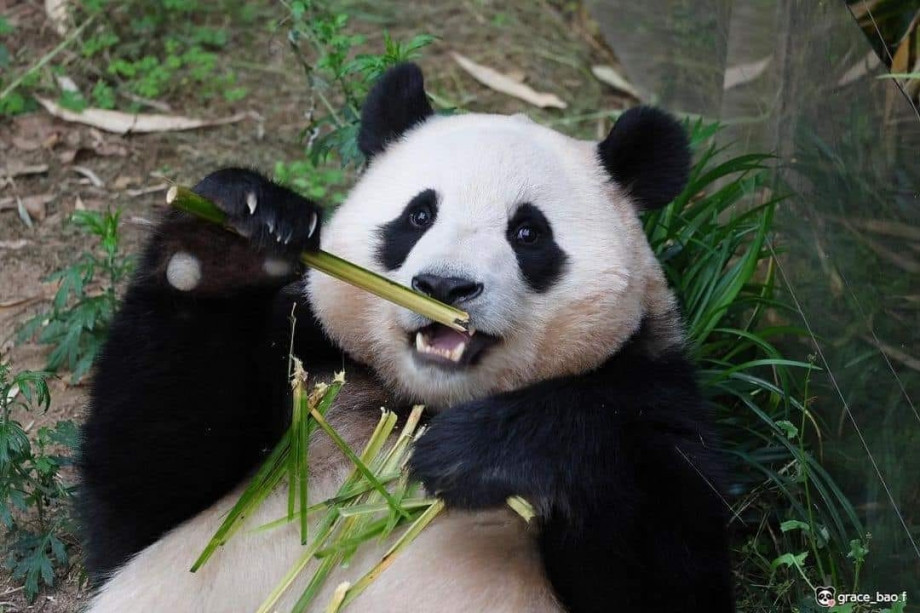 Cụ thể, các chuyên gia tiến hành một loạt kiểm tra, phân tích bao gồm xét nghiệm ADN của bộ xương gấu trúc trên. Qua đó, họ xác định đó là một bộ xương hoàn chỉnh của con gấu trúc khổng lồ.