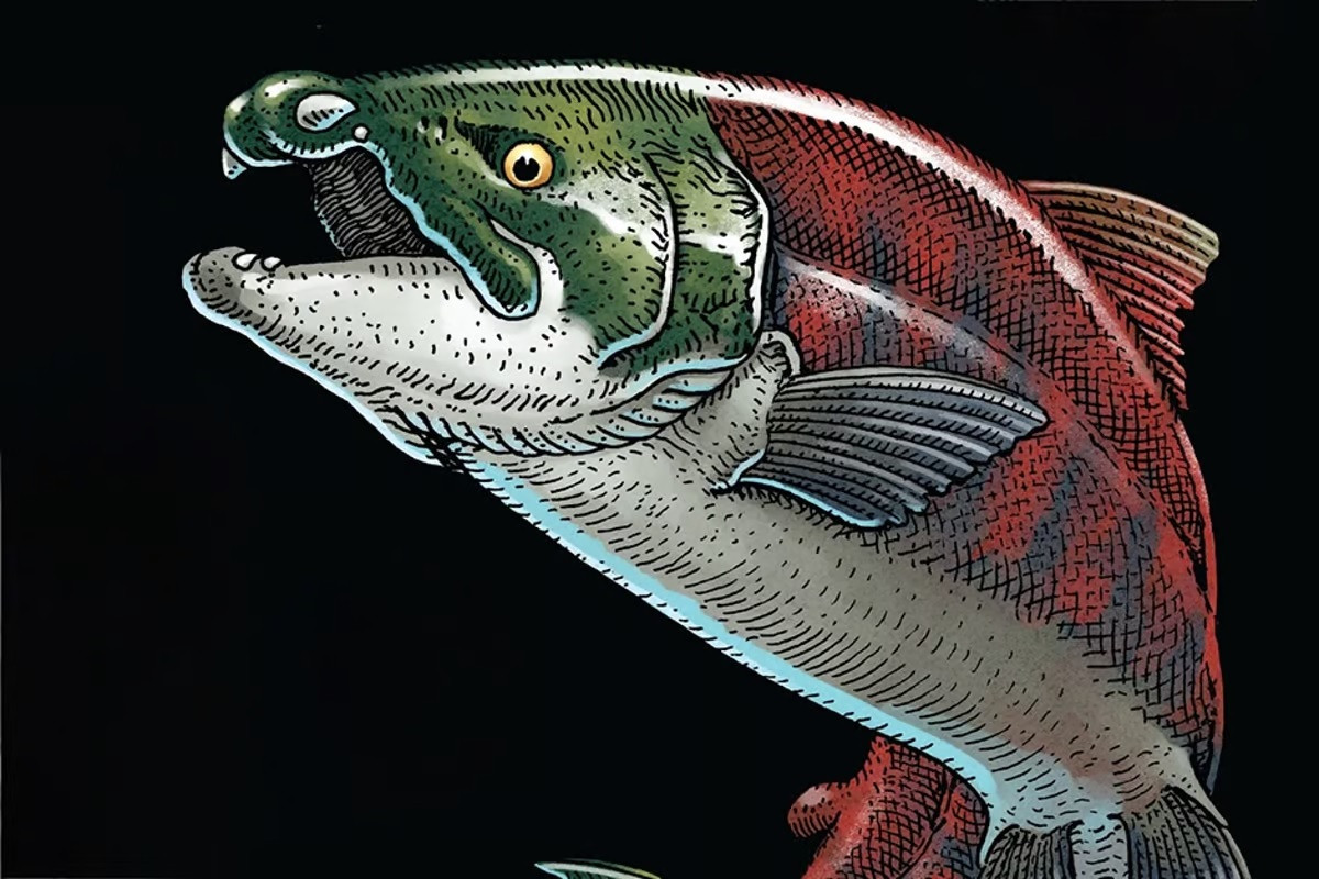 Phân bố ở vùng biển ngày nay là Tây Bắc Thái Bình Dương, cá hồi "quái vật" Oncorhynchus rastrosus có nhiều đặc điểm nổi bật.