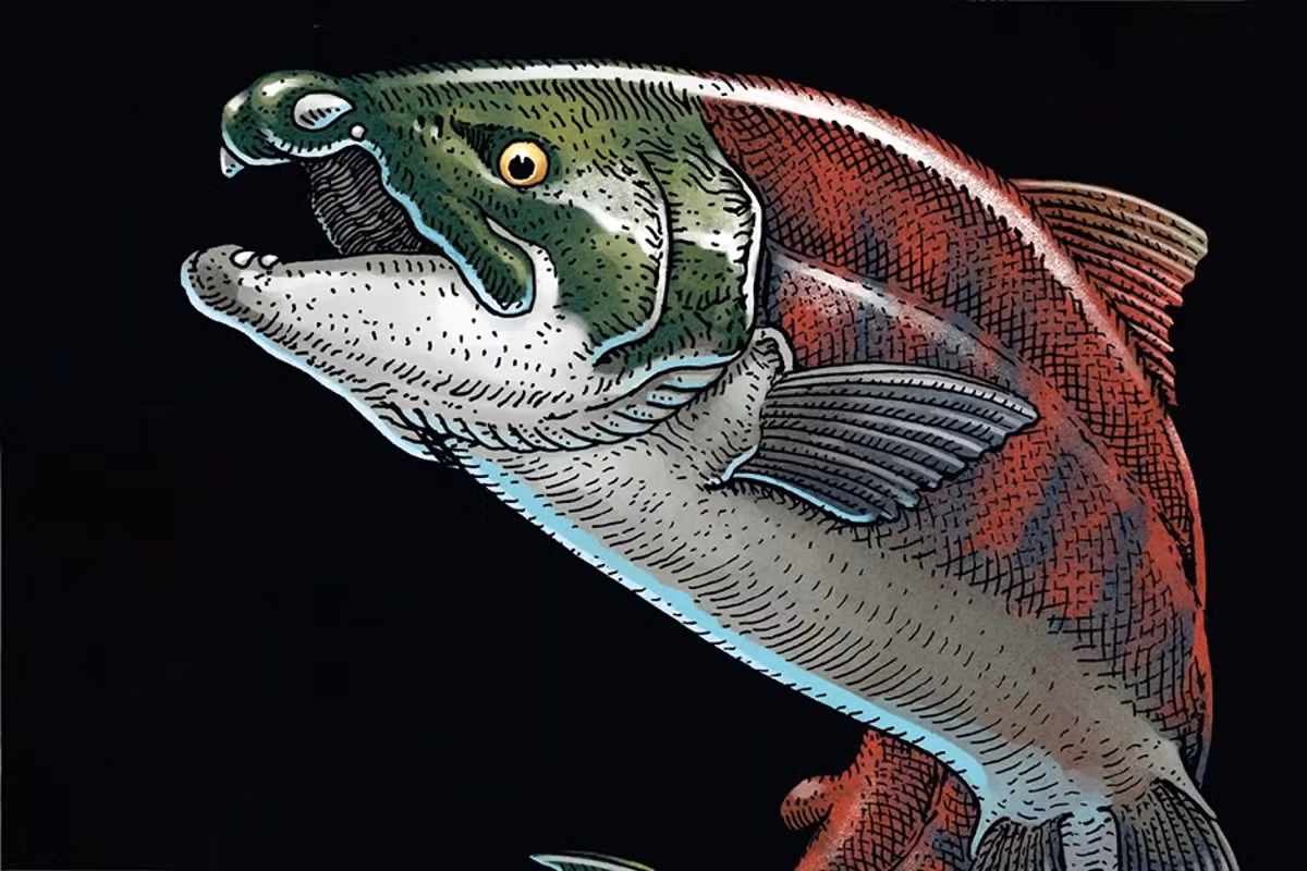 Phân bố ở vùng biển ngày nay là Tây Bắc Thái Bình Dương, cá hồi "quái vật" Oncorhynchus rastrosus có nhiều đặc điểm nổi bật.