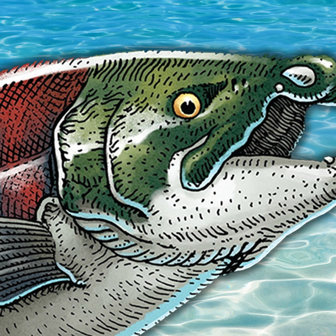 Loài Oncorhynchus rastrosus được xem là phiên bản kinh dị của cá hồi Thái Bình Dương ngày nay. Nguyên do là bởi chúng có ngoại hình đáng sợ.