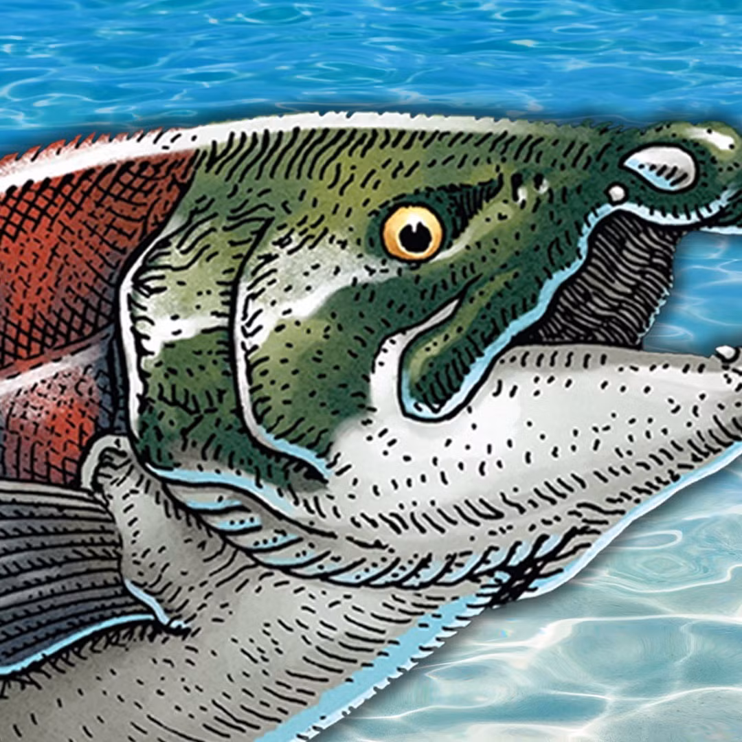 Loài Oncorhynchus rastrosus được xem là phiên bản kinh dị của cá hồi Thái Bình Dương ngày nay. Nguyên do là bởi chúng có ngoại hình đáng sợ.