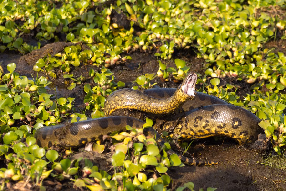 Vào năm 2016, các công nhân xây dựng ở Brazil đã bắt gặp một con trăn Anaconda xanh ước tính dài 10m và nặng gần 400 kg.