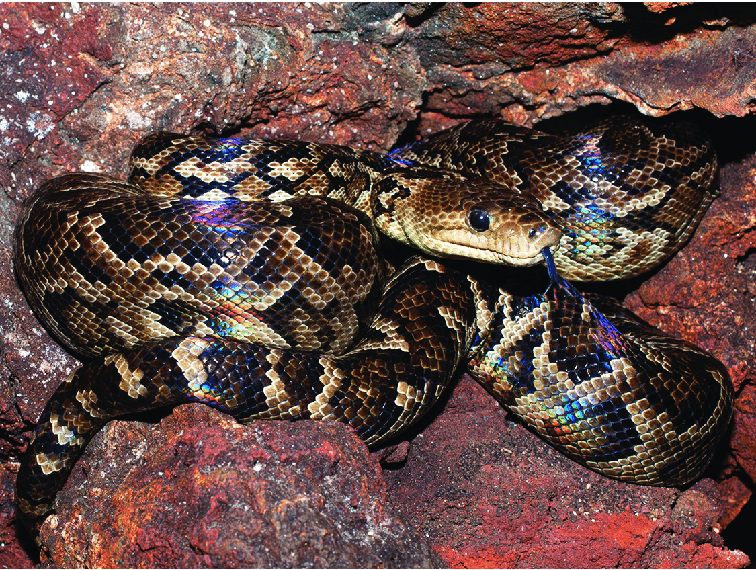 Boa Cuba là loài rắn bản địa của Cuba và là loài rắn lớn nhất vùng Caribe. Theo một nghiên cứu, khi trưởng thành, chúng thường nặng hơn 30 kg và dài 5,65m.