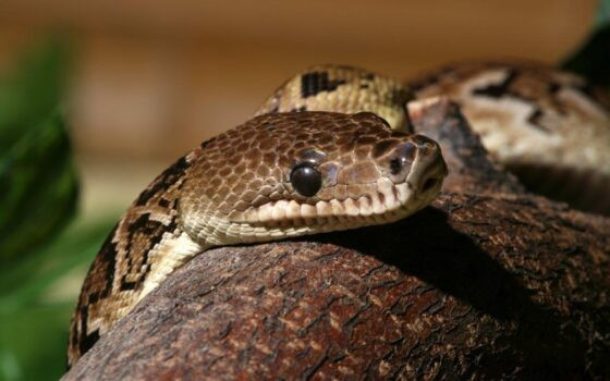 Phần lớn thời gian trong ngày rắn Boa Cuba cuộn mình trên cành cây. Chúng chủ yếu đi kiếm ăn vào ban đêm với thức ăn khoái khẩu là: thằn lằn và động vật gặm nhấm.