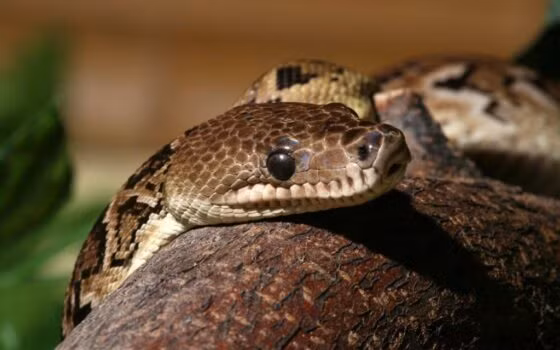 Phần lớn thời gian trong ngày rắn Boa Cuba cuộn mình trên cành cây. Chúng chủ yếu đi kiếm ăn vào ban đêm với thức ăn khoái khẩu là: thằn lằn và động vật gặm nhấm.