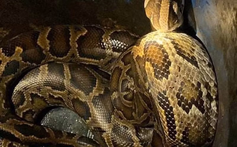 Theo Bảo tàng Lịch sử tự nhiên của Vương quốc Anh, trăn gấm khi trưởng thành đạt chiều dài trung bình từ 6 - 7m. Theo Kỷ lục Guinness thế giới, con trăn gấm dài nhất được nuôi nhốt có chiều dài tới 7,7m.