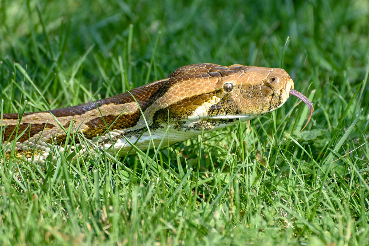 Phân bố chủ yếu ở các khu rừng ở Ấn Độ, Pakistan, Sri Lanka và Nepal, trăn Ấn Độ (Python molurus) là một trong những loài rắn lớn nhất thế giới. Theo các nhà khoa học, kích thước trung bình của chúng khi trưởng thành là khoảng 6,4m và nặng gần 100 kg.
