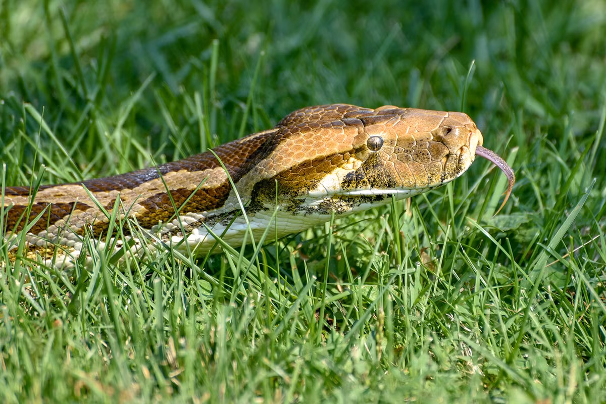 Phân bố chủ yếu ở các khu rừng ở Ấn Độ, Pakistan, Sri Lanka và Nepal, trăn Ấn Độ (Python molurus) là một trong những loài rắn lớn nhất thế giới. Theo các nhà khoa học, kích thước trung bình của chúng khi trưởng thành là khoảng 6,4m và nặng gần 100 kg.