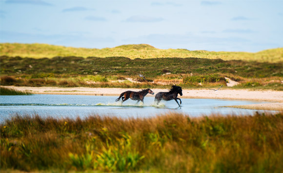 Trung bình mỗi năm, đảo di chuyển được 100m. Trong gần 200 năm qua, đảo Sable đã di chuyển được quãng đường dài khoảng 20 km.