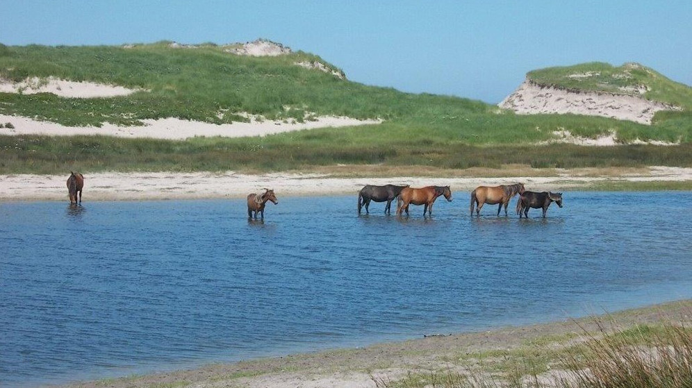 Theo các nhà khoa học, đảo Sable có một khả năng dịch chuyển kỳ lạ. Mỗi khi trời nổi gió mạnh, hòn đảo này lại di chuyển xa khỏi vị trí cũ.
