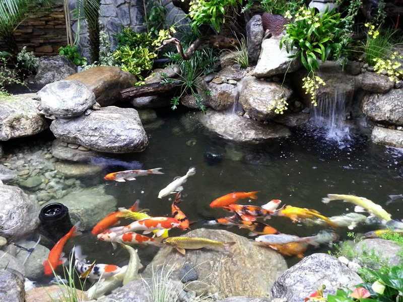 Đến 19h, anh Cao Văn Lệ (sinh năm 1994, sống tại tổ 3, khu 7, phường Cao Xanh) phát hiện tại bể cá Koi nhà mình có hai cháu bé nằm nổi trên mặt nước. Anh Lệ đã vớt hai cháu lên và đưa đi viện cấp cứu. Song do ngạt nước trong thời gian khá lâu, hai cháu đã không qua khỏi. (Ảnh minh hoạ)