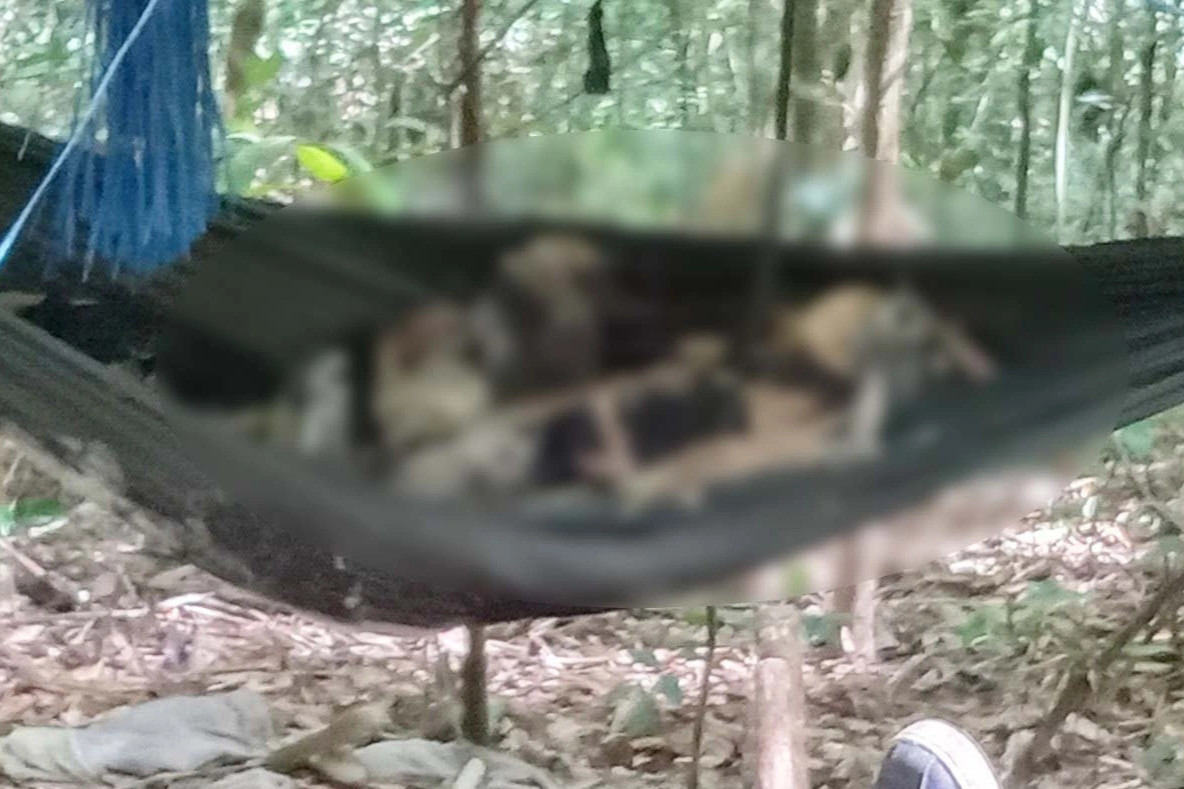  Phát hiện 2 bộ xương khô nằm trên võng giữa rừng: Ngày 22/8/2022, một số người dân của huyện Kbang trong khi đi hái măng tại khu vực rừng thuộc xã Đak Rong (huyện Kbang), giáp ranh với xã Hiếu (huyện Kon Plông, tỉnh Kon Tum) phát hiện 2 thi thể (chưa xác định được giới tính) nằm trên 2 chiếc võng. Ban đầu cho thấy 2 thi thể đã phân hủy hoàn toàn, chỉ còn trơ bộ xương khô, quần áo mục nát. Theo cơ quan chức năng nhận định, 2 thi thể trên có khả năng là người ở địa phương khác đến vì trong thời gian vừa qua trên địa bàn huyện Kbang không có trường hợp nào gia đình thông báo mất tích.