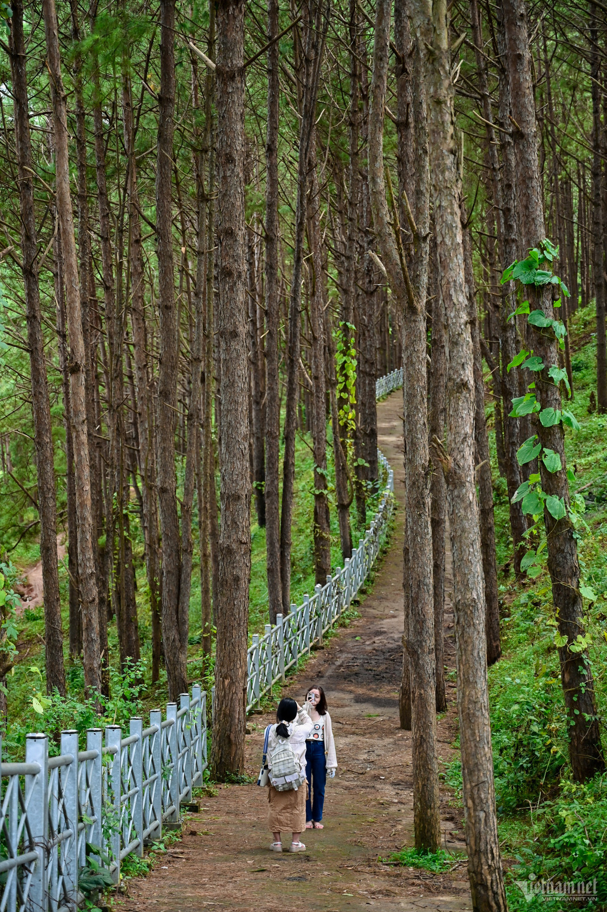 Phóng tầm mắt, du khách sẽ chỉ thấy bạt ngàn những tán thông xanh mướt, đung đưa rì rào theo những cơn gió lồng lộng thổi từ Biển Hồ.