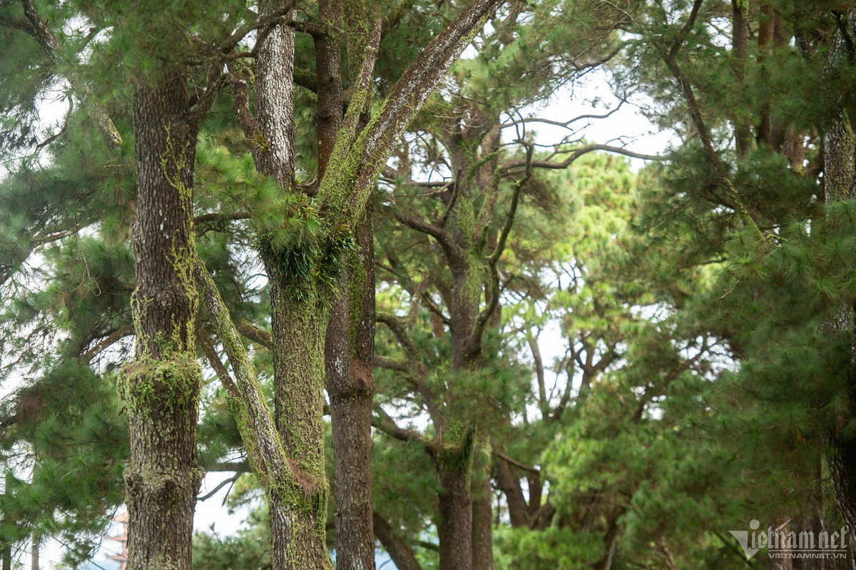 Những cây thông cao sừng sững phủ rêu phong, tán vươn rộng che mát cả con đường. Mỗi khi có ánh nắng chiếu xuyên qua kẽ lá, con đường bỗng trở nên sáng bừng và lung linh.