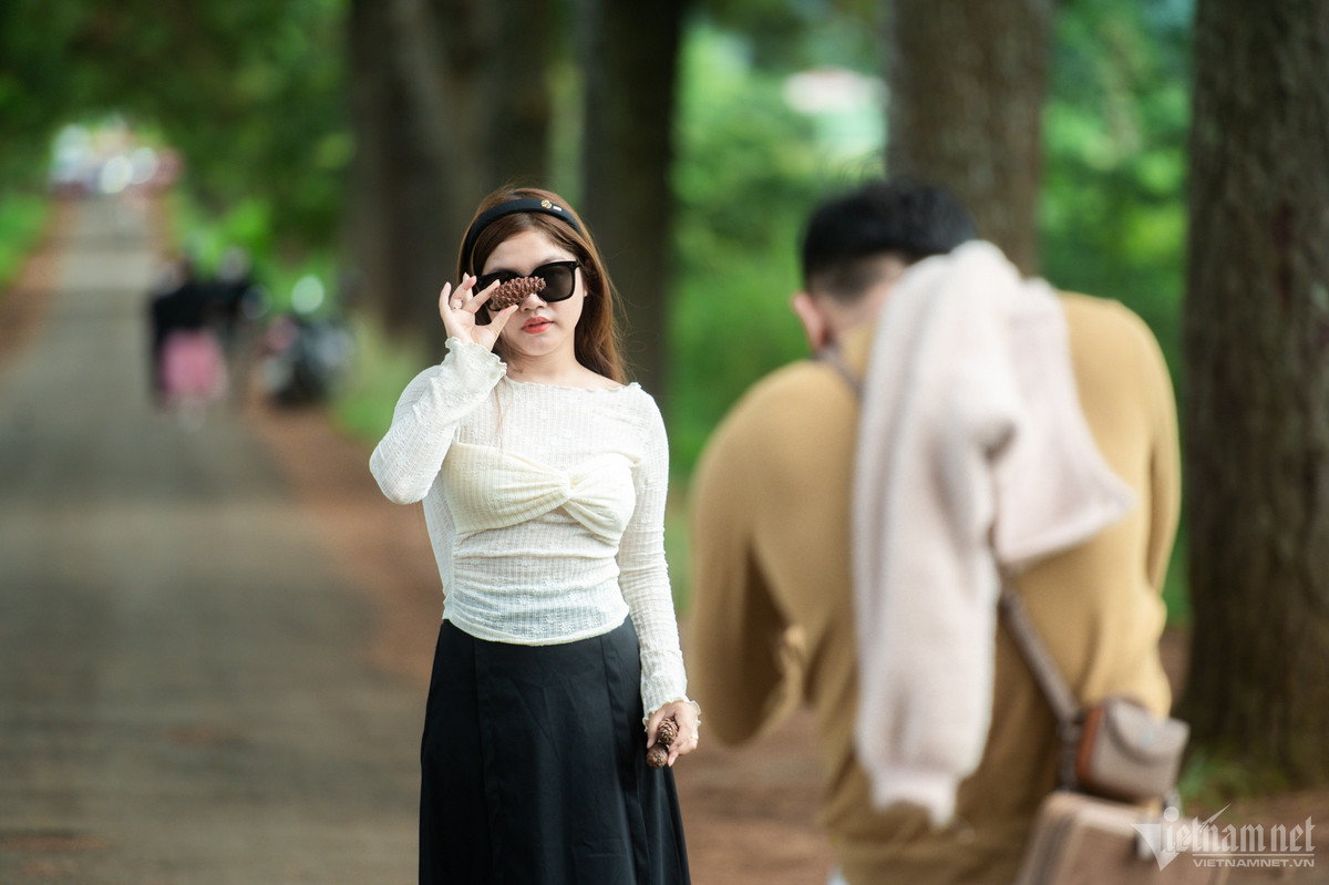 Với vẻ đẹp độc đáo, riêng biệt, con đường thông trăm tuổi thu hút hàng trăm lượt khách tới check-in.
