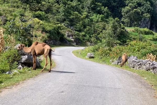 Co the se dem dau gia 2 ca the lac da xuat hien o Cao Bang