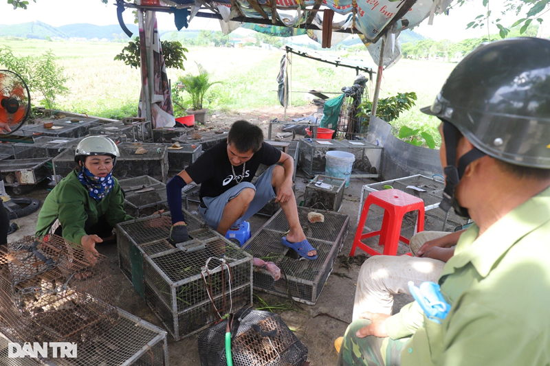 Để đủ hàng nhập cho 2 cơ sở thu mua trong xã, tại xã Đức Thành đã hình thành các nhóm săn chuột đồng. Họ sắm dụng cụ, đánh bẫy ở cánh đồng các huyện lân cận, có khi sang tận Thanh Hóa hay Hà Tĩnh. Cũng bởi đi theo nhóm đông người, đặt nhiều bẫy nên mỗi đêm có nhóm bắt được 4-5 tạ chuột đồng."Nghề này thì không có bí quyết gì cao siêu đâu. Quan trọng nhất là chịu khó, kiên trì, đi đêm về hôm, vất vả lắm, nhất là những dịp mưa rét. Nhưng bù lại, đêm ra đồng là có tiền. Nhiều hộ dân ở làng Thọ Bằng, xã Đức Thành xây được nhà to, mua ô tô cũng nhờ săn chuột đồng", ông Cung Đình Phong cho hay.Ông Phong được đánh giá là tay săn chuột cự phách của làng Thọ Bằng. Có đêm, người đàn ông này bắt được gần 6 tạ chuột.