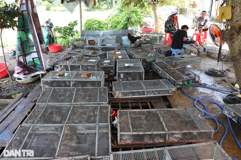 Ngoài các cơ sở thu mua chuột đồng lớn, tại Đức Thành, nhiều hộ dân làm thịt chuột bán lẻ, phục vụ nhu cầu của người dân trong xã.Các hộ dân ở đây tự hào về công việc khiến nhiều người ám ảnh này, bởi ngoài việc mang lại nguồn thu nhập ổn định, họ góp phần giúp nông dân diệt trừ nạn chuột phá hoại mùa màng.