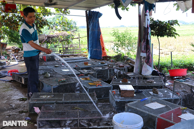 Chuột sau khi cân, được cho vào lồng sắt và tắm rửa sạch. Vào ngày nóng, trong quá trình vận chuyển bằng ô tô, chủ hàng phải chèn thêm đá cây giữa các lồng chuột để duy trì nhiệt độ mát, tránh chuột bị chết, hao hụt trong quá trình vận chuyển. Để đảm bảo việc thu mua, phân loại, vận chuyển chuột, cơ sở của anh Vương Đình Mậu thuê thêm 3 lao động.