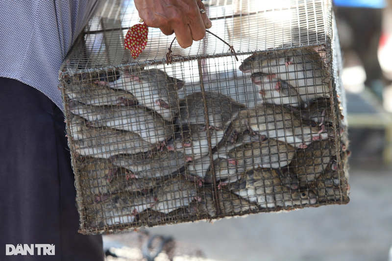 Mùa săn chuột đồng bắt đầu từ tháng 5 đến tháng 12 hàng năm, trong đó tháng 10 là cao điểm. Chuột được săn bằng bẫy, quá trình săn bắt không làm ảnh hưởng đến sức khỏe của chuột bởi các cơ sở chỉ thu mua hàng tươi sống. Chuột sau khi được gom, sẽ vận chuyển ra Hà Nội tiêu thụ. Theo anh Cung Đình Mậu, tại các đại lý, chuột sẽ được làm thịt và phân phối cho các cửa hàng chuyên bán thịt chuột.