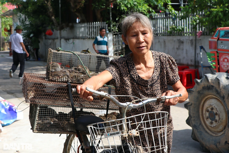 Bà Phan Thị Nhiên (xóm Thọ Bằng) chất 3 thùng chuột lên chiếc xe đạp, đưa tới nhập cho cơ sở anh Mậu. 18kg chuột là "chiến lợi phẩm" của chồng bà Nhiên sau một đêm đi đặt bẫy. "Có hôm ông ấy bẫy được vài yến chuột, có hôm cũng chỉ được vài ba cân thôi. Già rồi, vợ chồng túc tắc kiếm tiền chợ thôi. Làng tôi có những hộ đi bẫy chuột chuyên nghiệp, mỗi đêm bắt cả tạ đấy", bà Nhiên nói.