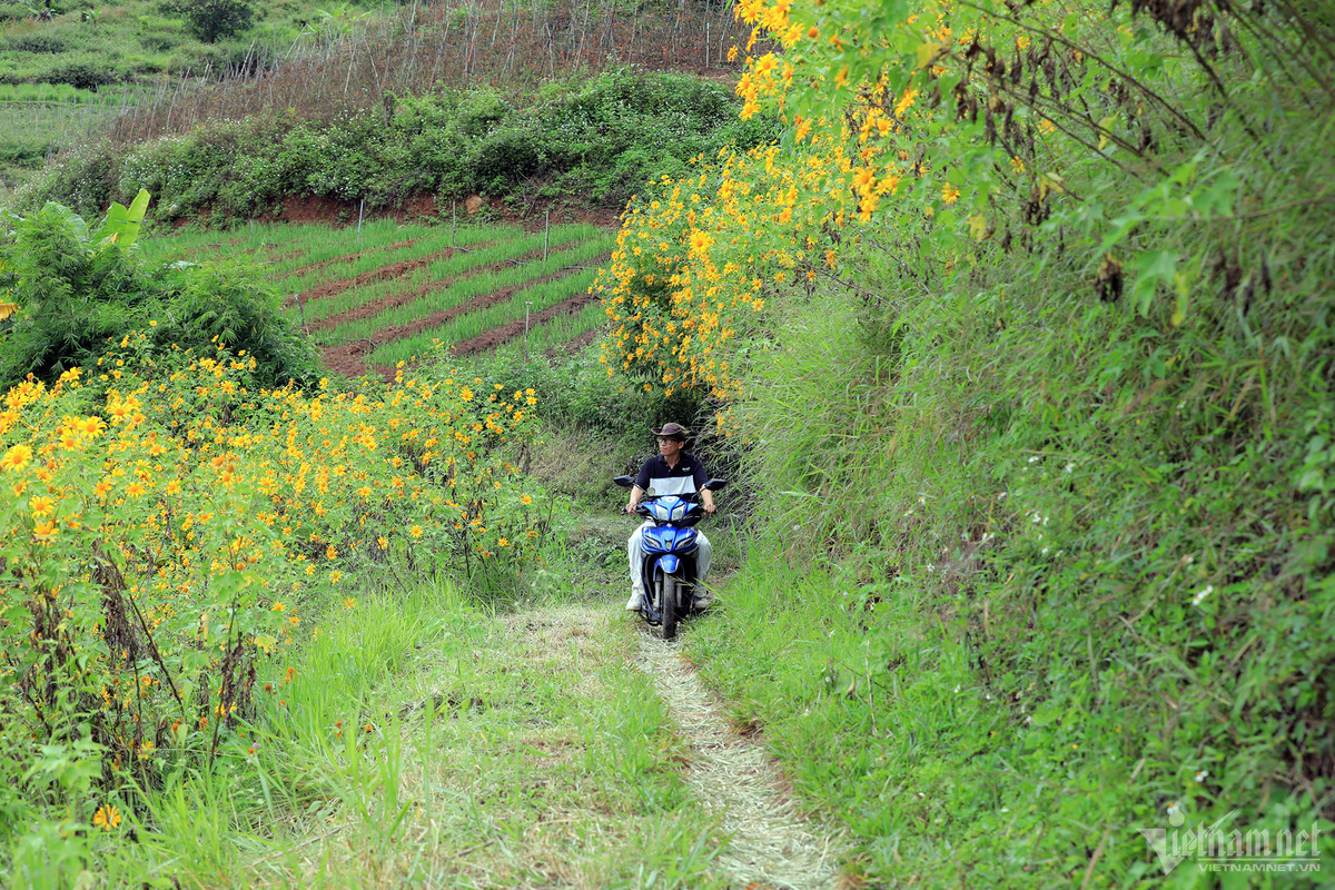 Dọc hai bên cao tốc Liên Khương - Đà Lạt, đèo Tà Nung, đường xuống hồ Tuyền Lâm, Quốc lộ 20 nối Đà Lạt và thị trấn Đ'Ran của huyện Đơn Dương là những điểm lý tưởng để ngắm hoa quỳ nở. Từ đây nhìn về hướng núi Voi, du khách có thể bắt trọn hình ảnh cả một quả đồi nhuộm vàng sắc hoa dã quỳ.