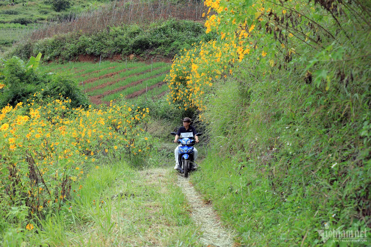 Dọc hai bên cao tốc Liên Khương - Đà Lạt, đèo Tà Nung, đường xuống hồ Tuyền Lâm, Quốc lộ 20 nối Đà Lạt và thị trấn Đ'Ran của huyện Đơn Dương là những điểm lý tưởng để ngắm hoa quỳ nở. Từ đây nhìn về hướng núi Voi, du khách có thể bắt trọn hình ảnh cả một quả đồi nhuộm vàng sắc hoa dã quỳ.