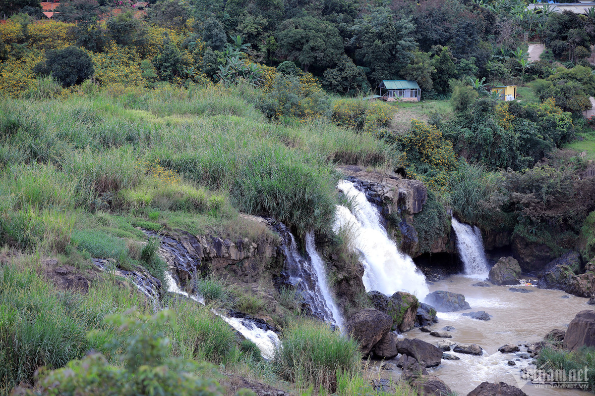 Hoa dã quỳ nở rộ trên những con đường ven suối, phủ kín những, triền dốc, ngọn đồi...