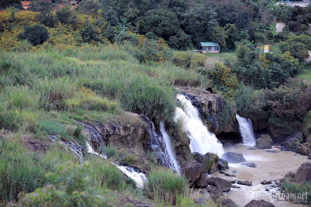 Hoa dã quỳ nở rộ trên những con đường ven suối, phủ kín những, triền dốc, ngọn đồi...