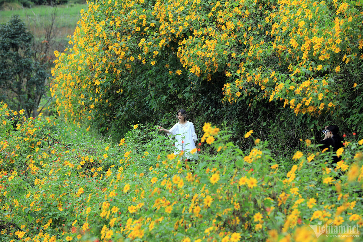 Dọc theo cung đường đèo Mimosa, hay qua khu du lịch Hồ Tuyền Lâm về hướng Định An, Đức Trọng, dễ dàng bắt gặp những bụi quỳ vàng rực rỡ ngay bên đường đi hay những thảm hoa lung linh bung nở trải dài trên các triền đồi, xen dưới những gốc thông già.