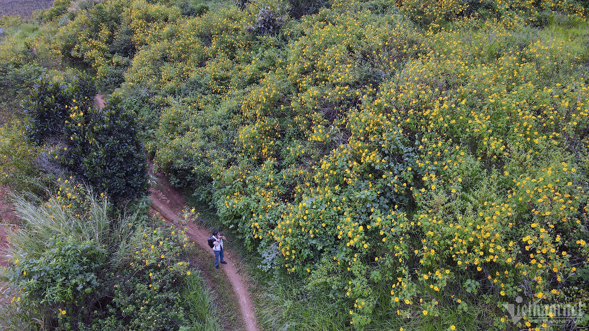 Thời gian đẹp nhất để chụp ảnh với hoa dã quỳ là vào sáng sớm, từ 5h30 đến 7h30, khi mặt trời vừa mọc, ánh sáng vừa phải. Không có nhiều người đến vào thời điểm này nên du khách có nhiều góc "sống ảo" mà không cần phải chen chúc hay chờ đợi.