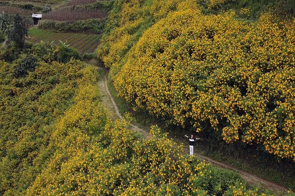 Ngam hoa da quy no ro, nhuom vang pho nui Da Lat